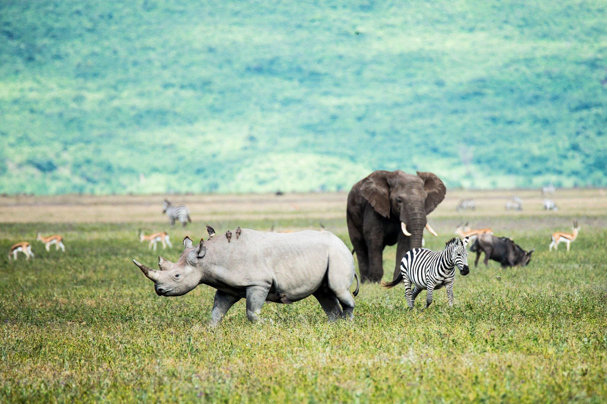 Luxury Safari Ngorongoro