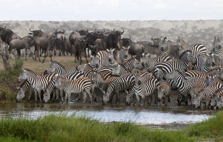 Tanzania Luxury Safari Expedition: Majestic Marvels in 12 Days