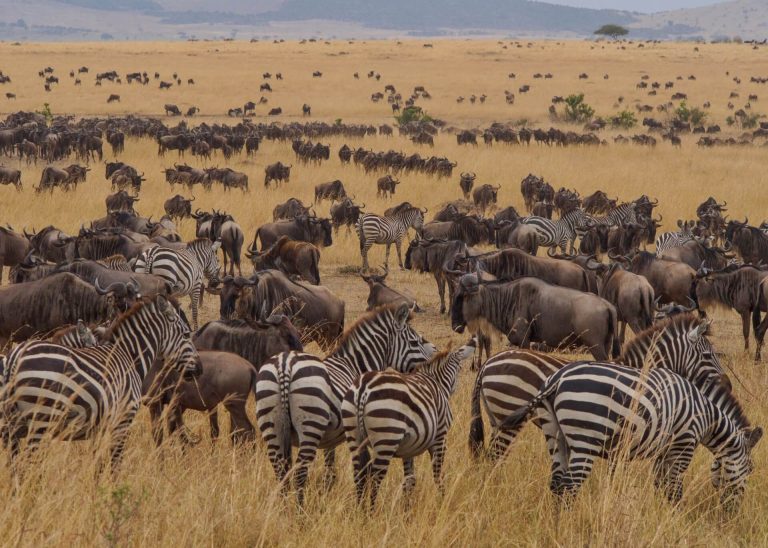 7 Days All-inclusive Serengeti Migration Luxury Camps Safari