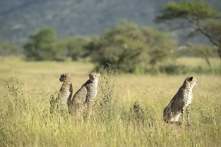 9 Days Discover Tanzania Wildlife Tresurers in Luxury