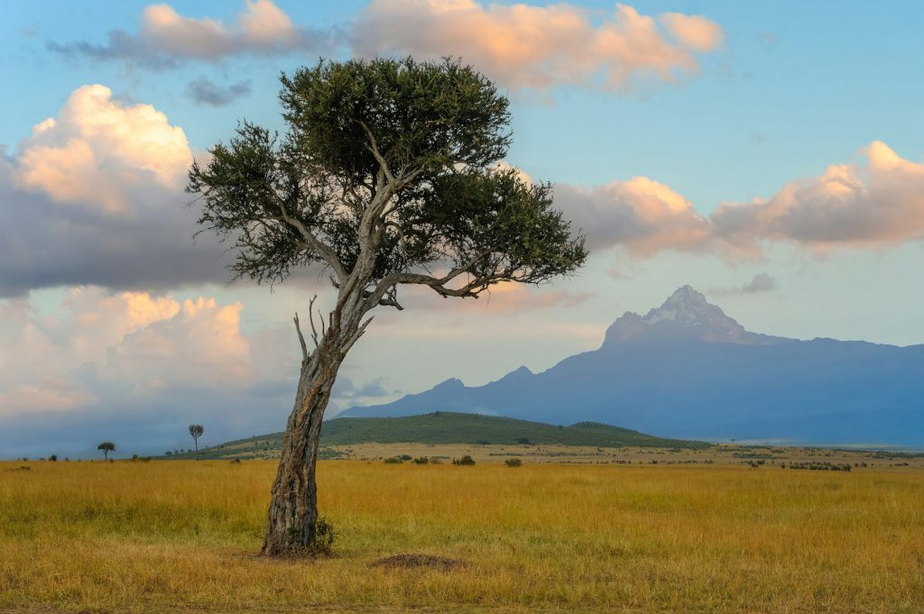 Beautiful landscape with Acacia tree in African savannah on mount Kenya background