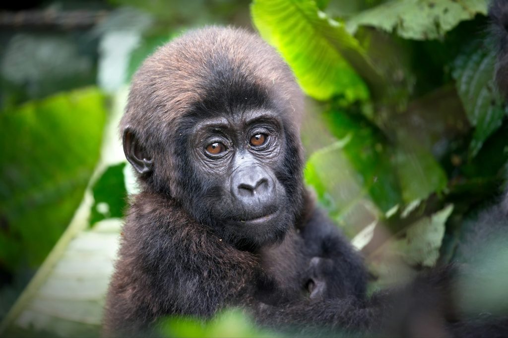 Gorilla in a rainforest in Uganda