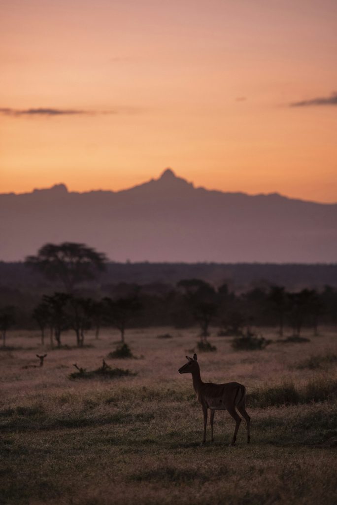 Impala and Mount Kenya at sunrise at El Karama Ranch, Laikipia County, Kenya