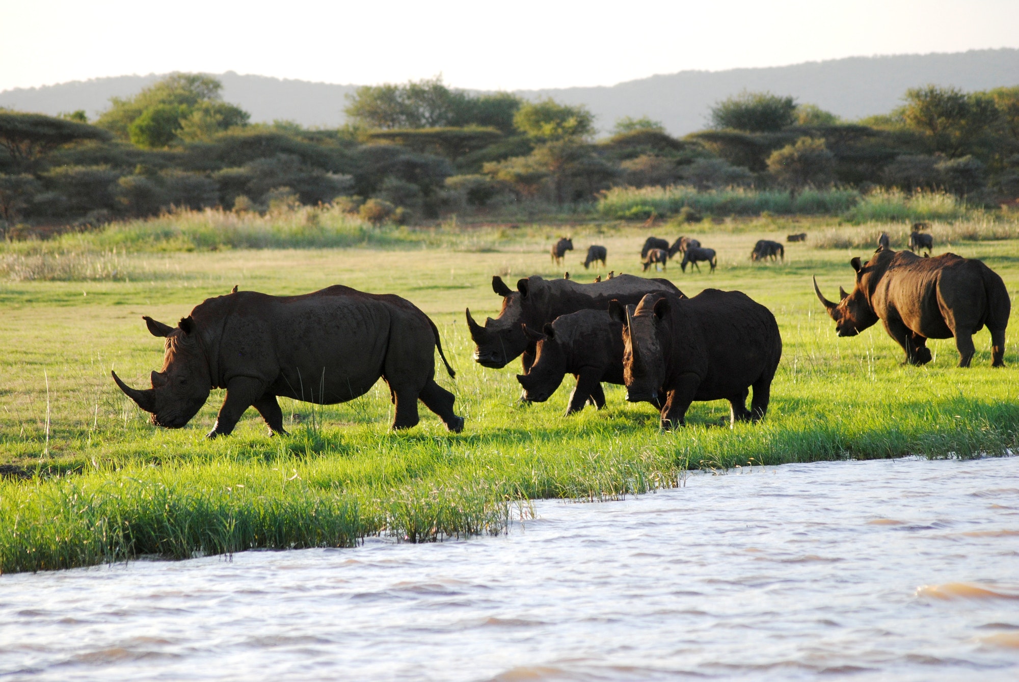 Rhinos at Jozini dam in South Africa