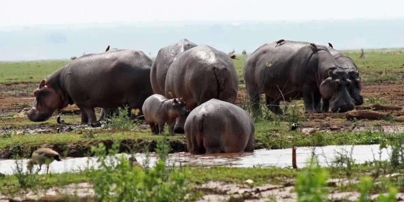 Hippos Lake Manyara National Park