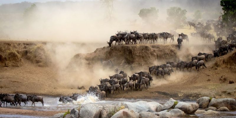 serengeti migration